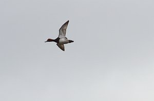 Duck, Redhead, 2012-12291334 South Padre Island, TX